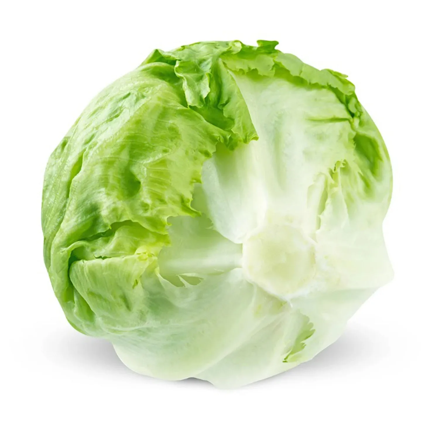 Lettuce Iceberg