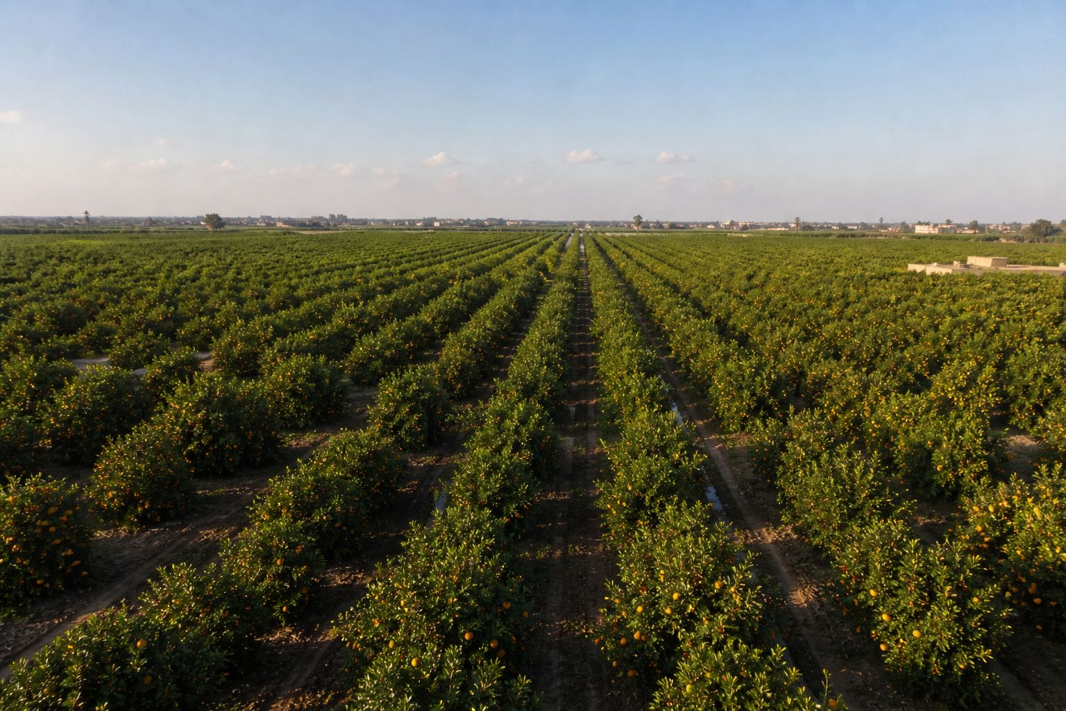 Green Light Farms